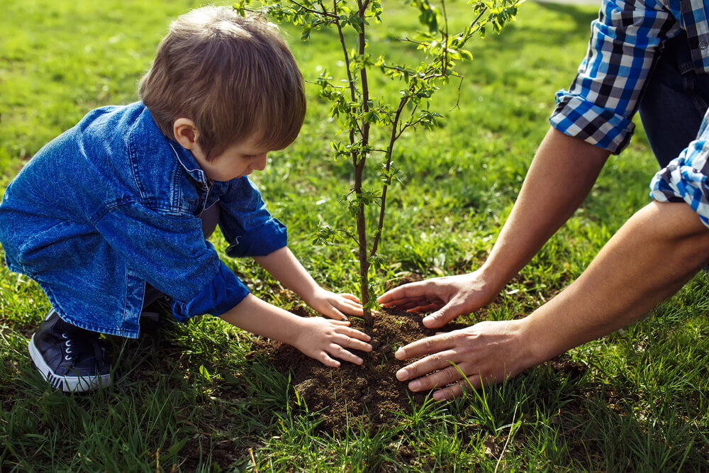 6. Plant a tree (or two)